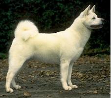 akita_inu.jpg