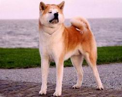 akita_inu2.jpg