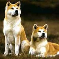 akita_inu3.jpg