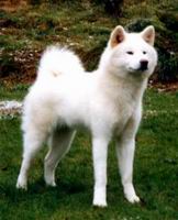 akita_inu4.jpg