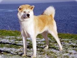 akita_inu5.jpg