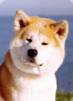 akita_inu7.jpg