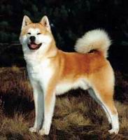 akita_inu9.jpg