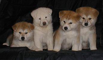 akita_inu_s.jpg