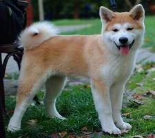 akita_inu_s2.jpg