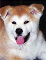 akita_inu_s3.jpg