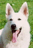 americko_-_kanadsky_bily_ovcak7.jpg